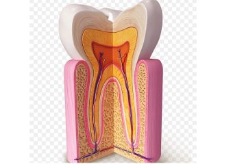 ساختمان آناتومی دندان | بهترین دندانپزشک زیبایی اصفهان