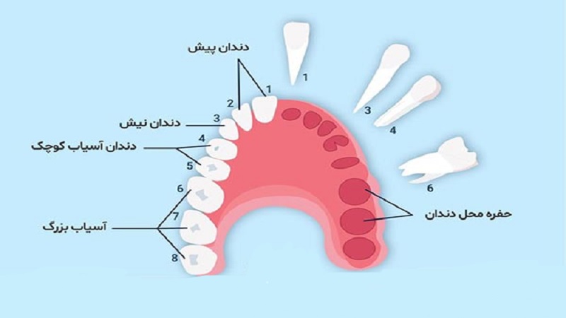 دندان شماره شش | بهترین دندانپزشک اصفهان - بهترین ایمپلنت اصفهان - بهترین دندانپزشک زیبایی اصفهان - بهترین دندانپزشک کودکان اصفهان
